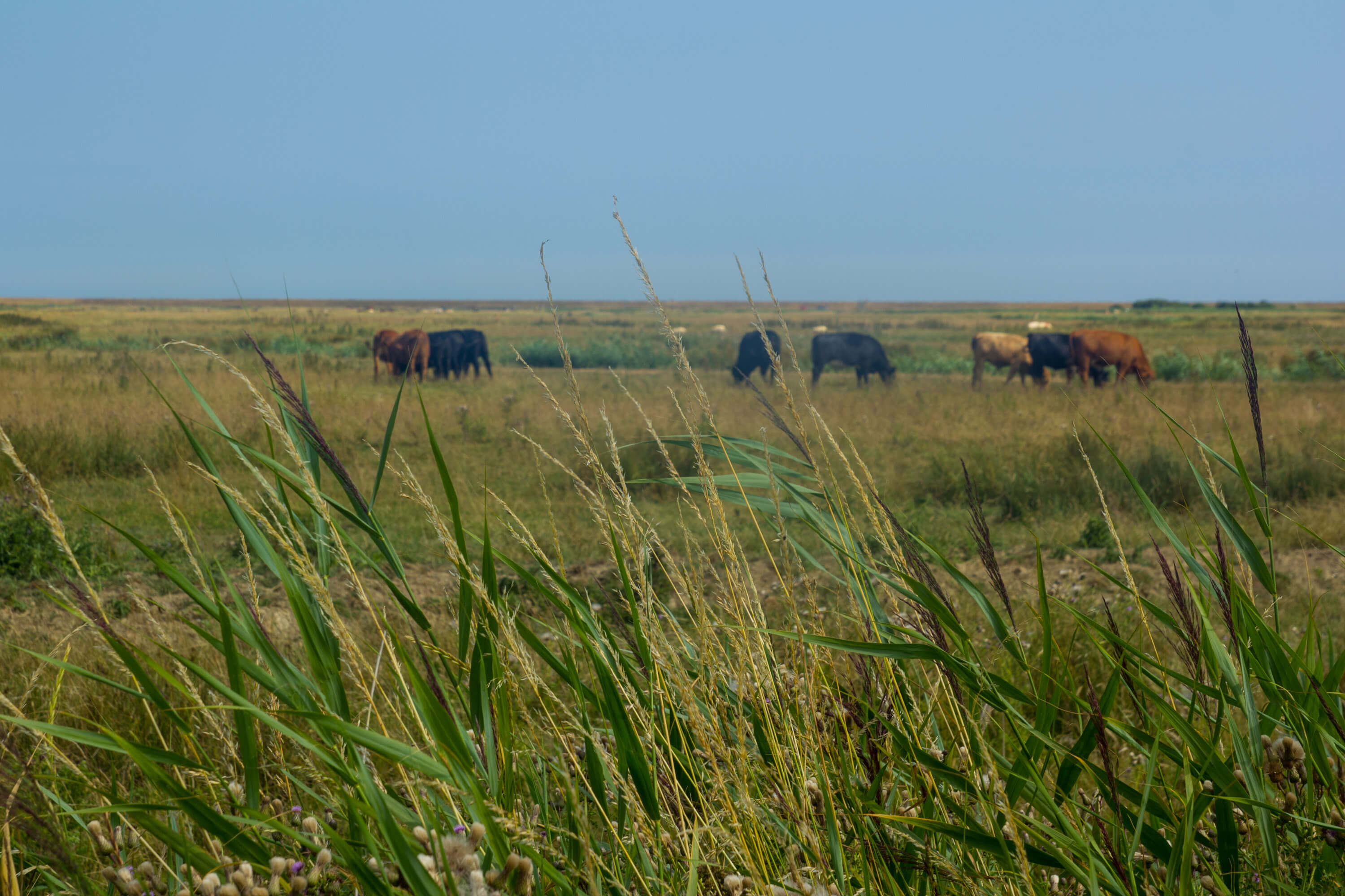 Hastings to Rye