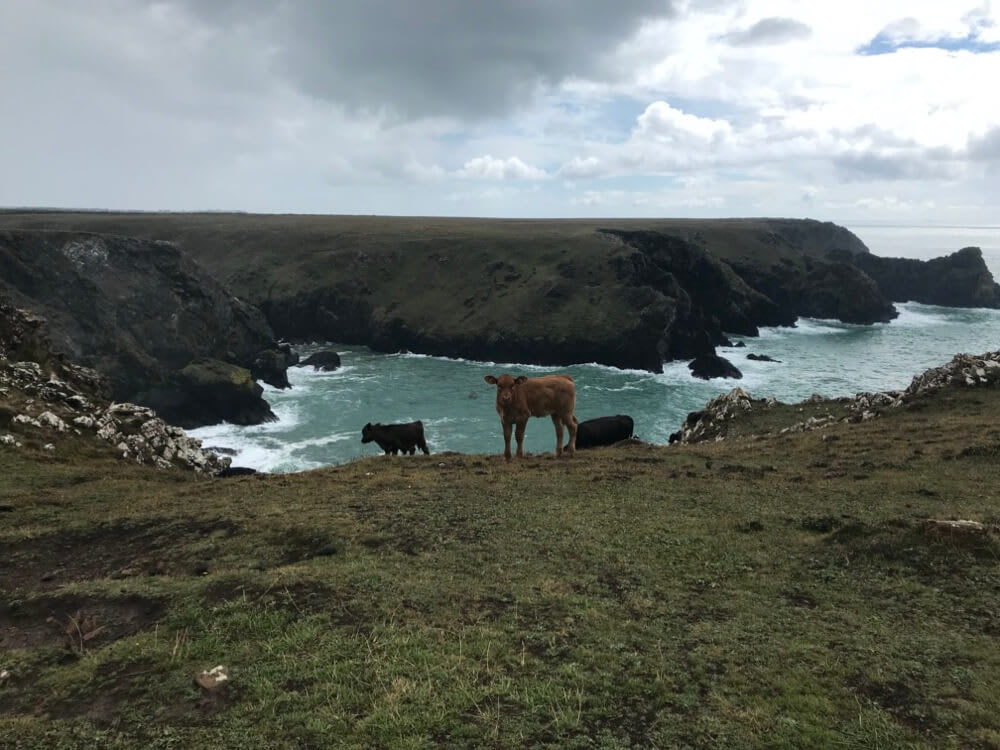 A little cow at Kynance Farm and Lower Predannack Downs